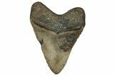 Fossil Megalodon Tooth - North Carolina #358920-2